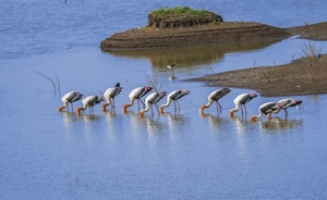 colony_of_painted_stork