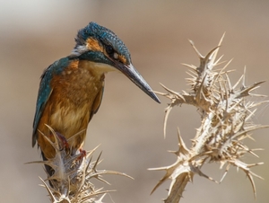 common_kingfisher_on_thorns