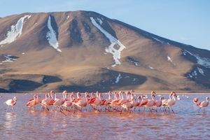 james_s_flamingoes_in_laguna_colorada__bolivia