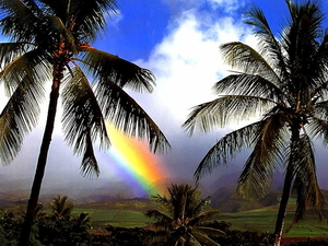mooie-lucht-natuur-palmboom-tropen-achtergrond