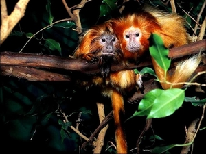 aap-dieren-primaat-gouden-leeuwaapje-achtergrond