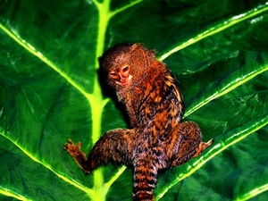 aap-dieren-primaat-groene-achtergrond