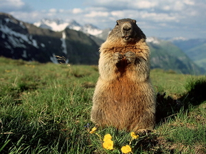 marmot-dieren-bergen-prairiehonden-achtergrond