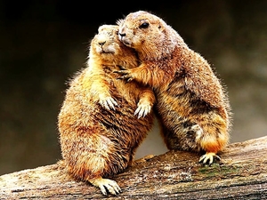 marmot-dieren-prairiehonden-bruine-achtergrond
