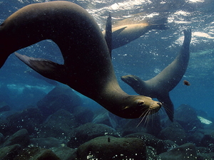 oceaan-leven-dieren-onderwaterwereld-aquarium-achtergrond