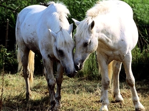 paard-dieren-veld-pony-achtergrond