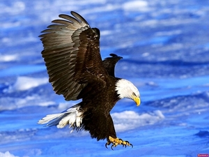 vogel-amerikaanse-zeearend-dieren-roofvogel-achtergrond