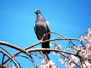 vogel-dieren-rotsduif-duif-achtergrond