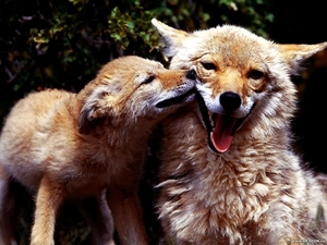 vos-dieren-emoties-wildlife-achtergrond