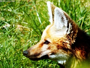 vos-dieren-rode-wildlife-achtergrond