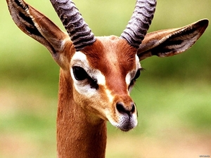 wildlife-dieren-antilope-gewei-achtergrond