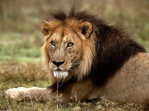 wildlife-leeuw-dieren-masai-achtergrond