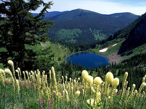 bergen-natuur-wildflower-weide-achtergrond