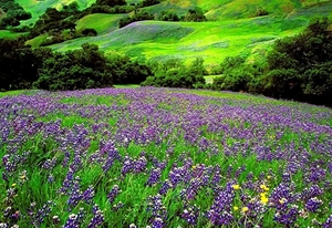 bloemen-lavendel-weide-echte-achtergrond
