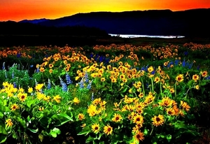 bloemen-natuur-weide-wildflower-achtergrond