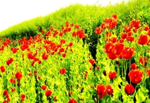 bloemen-papaver-weide-veld-achtergrond