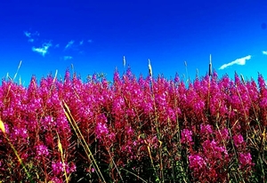 grote-kattenstaart-bloemen-weide-lavendel-achtergrond