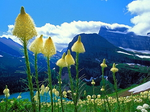 macro-bloem-natuur-bloemen-weide-achtergrond