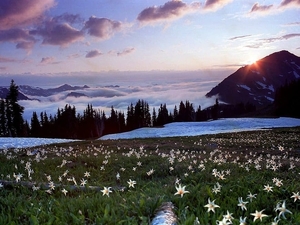 natuur-bergen-weide-wildflower-achtergrond