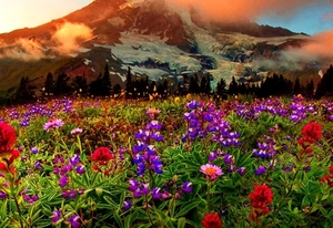natuur-bloemen-weide-wildflower-achtergrond