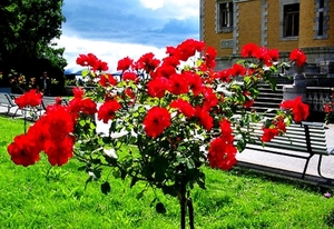 bloemen-krim-tuin-rozen-floribunda-achtergrond