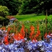 bloemen-tuin-botanische-wildflower-achtergrond