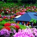 bloemen-tuin-voorjaar-struik-achtergrond