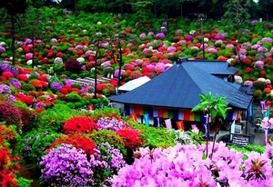 bloemen-tuin-voorjaar-struik-achtergrond