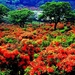 natuur-bloemen-rode-struik-achtergrond