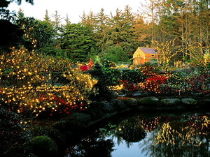natuur-vrolijk-kerstfeest-reflectie-tuin-achtergrond