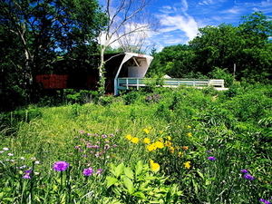 weide-natuur-prairie-bloemen-achtergrond