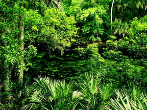 woud-natuur-jungle-groene-achtergrond