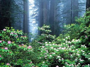 woud-pacific-rododendron-bloemen-natuur-achtergrond