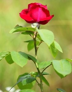 a_young_red_rose_photographed_in_july_2013_photo_2