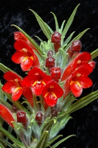 columnea_flexiflora_-1