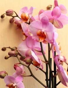 pink_orchids_2
