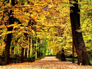 herfst-natuur-woud-esdoorn-achtergrond (1)