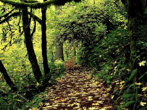 natuur-woud-groene-herfst-achtergrond