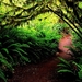 natuur-woud-groene-jungle-achtergrond