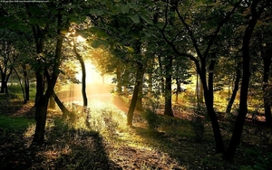 natuur-woud-zonlicht-herfst-achtergrond