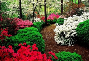 struik-natuur-bloemen-tuin-achtergrond