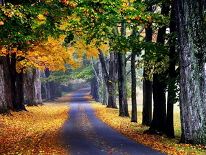 woud-natuur-herfst-weg-achtergrond