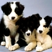 honden-australische-collie-puppys-bordercollie-achtergrond