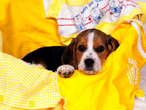 honden-beagle-puppys-beaglier-achtergrond