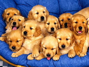 honden-golden-retriever-puppys-achtergrond