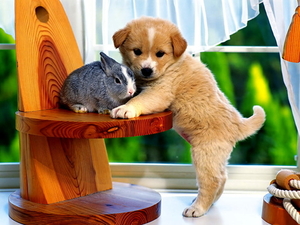 honden-kleine-dieren-puppys-leuke-achtergrond