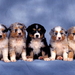 honden-puppys-australische-herder-miniatuur-achtergrond