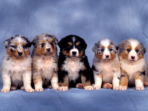 honden-puppys-australische-herder-miniatuur-achtergrond