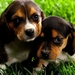 honden-puppys-beagle-beaglier-achtergrond