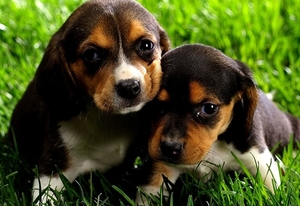 honden-puppys-beagle-beaglier-achtergrond